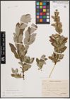 Foto von Salix aurita L. x Salix caprea L. x Salix repens L.